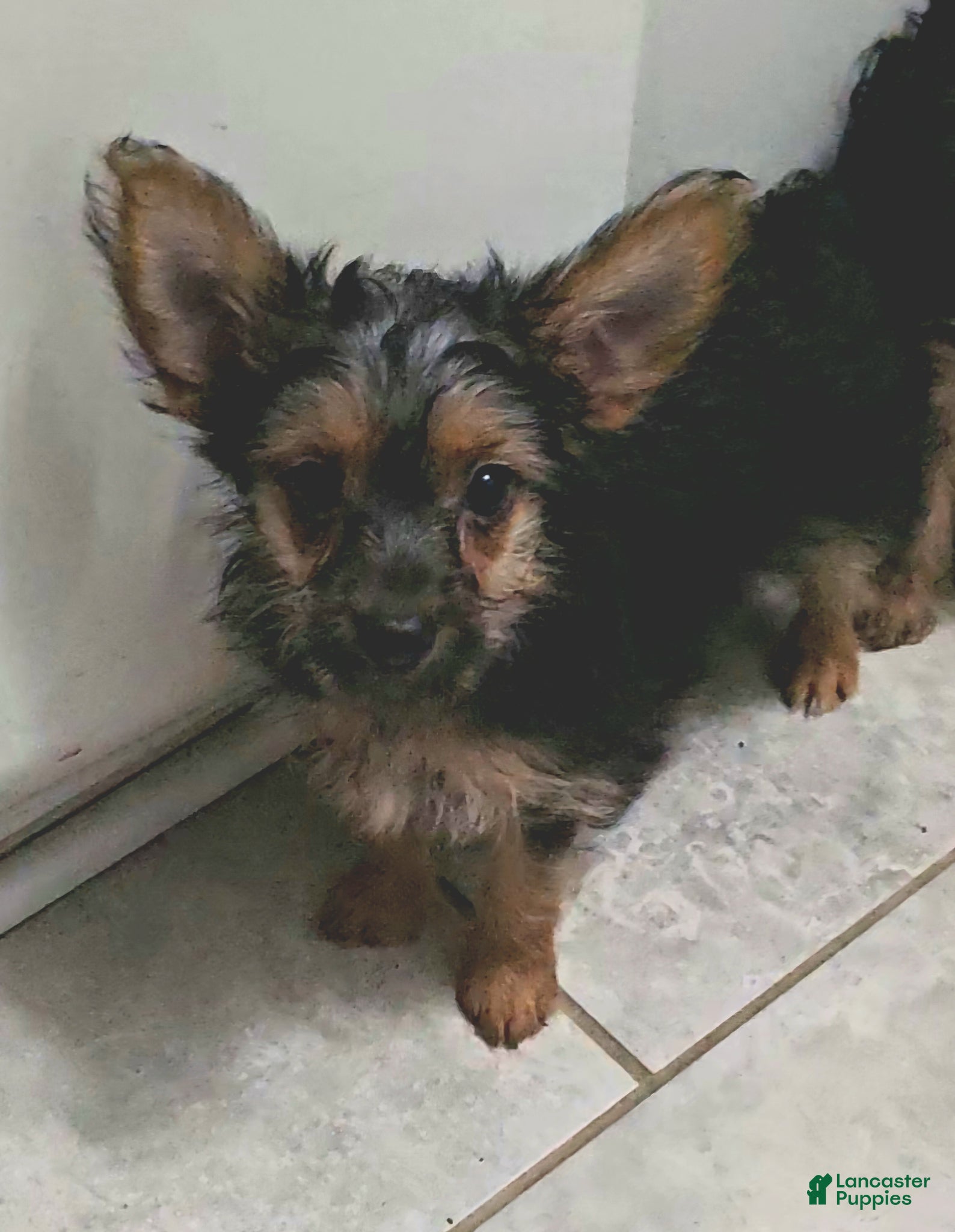 Yorkshire Terrier dogs Sylvia CKC - Ad 2