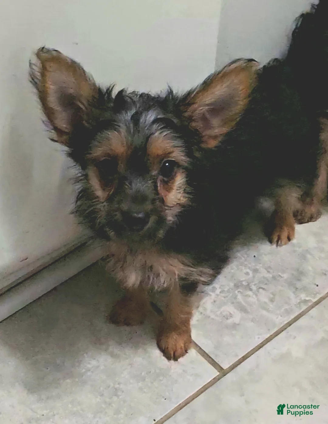Yorkshire Terrier dogs for sale: Sylvia CKC - Ad 2