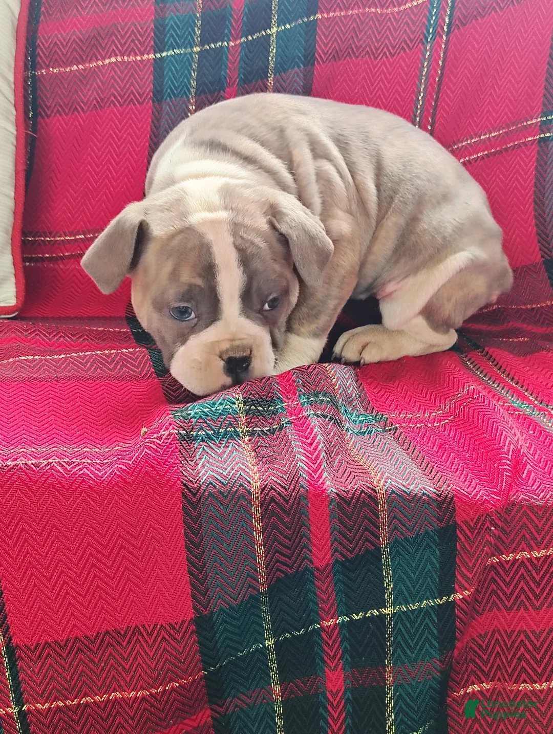 Olde English Bulldogge dogs for sale: Rosalie  - Ad 2