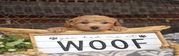 Bichpoo dogs for sale: Rugby  - Ad 8