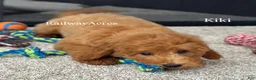 Goldendoodle dogs for sale: Kiki - Ad 3