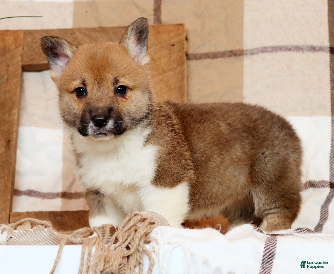 Welsh Corgi Pembroke dogs for sale: Casey - Ad 8