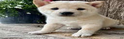 Shiba Inu dogs for sale: Tito - Ad 4