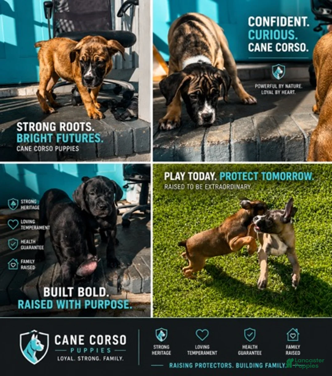 Cane Corso dogs for sale: Cane Corso 2 - Ad 2