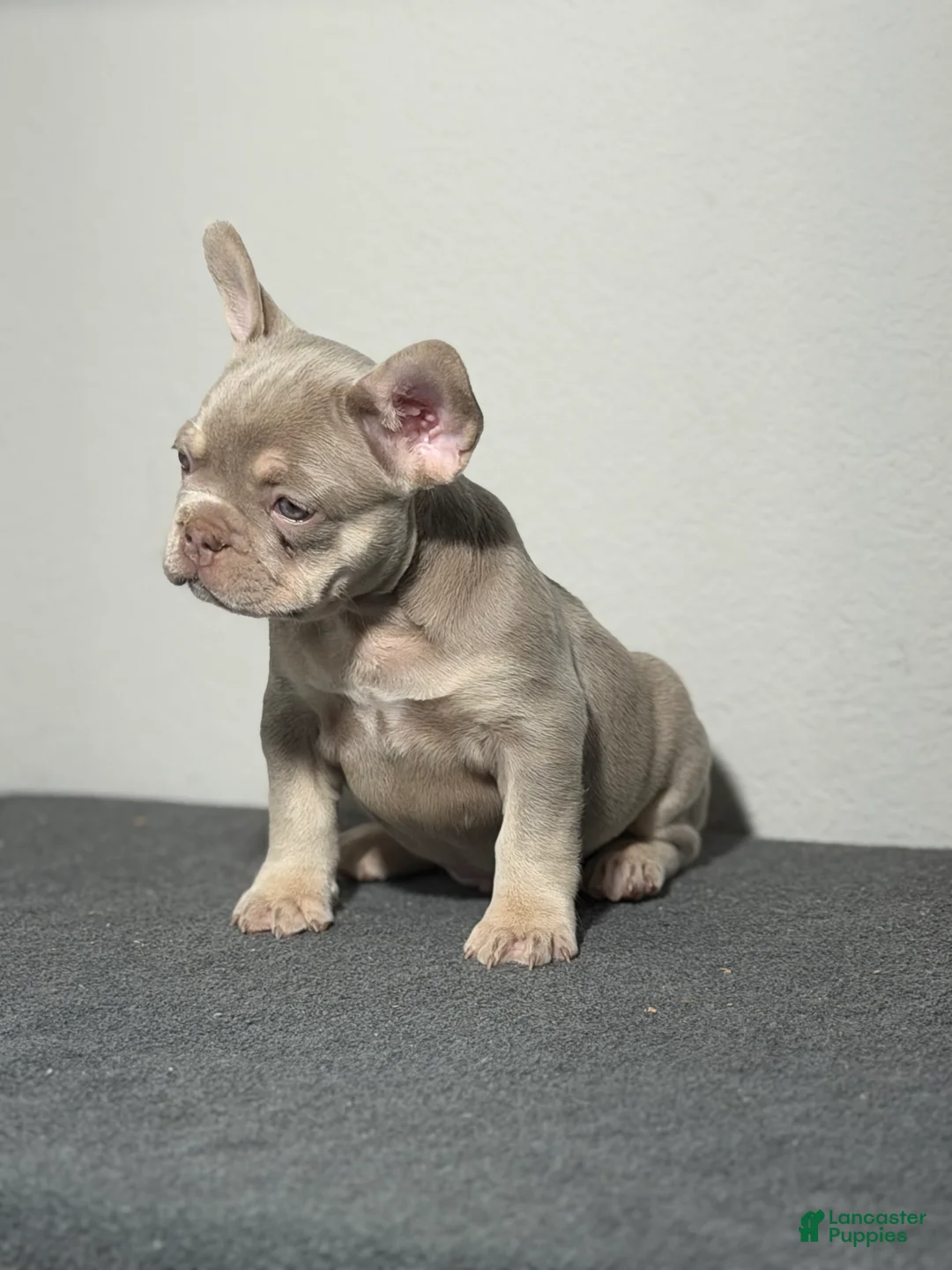 French Bulldog dogs for sale: French Bulldog Puppy 1 - Ad 4