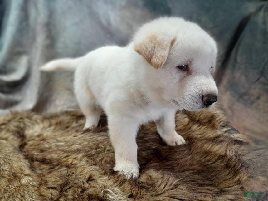 German Shepherd dogs Winter - Ad 2