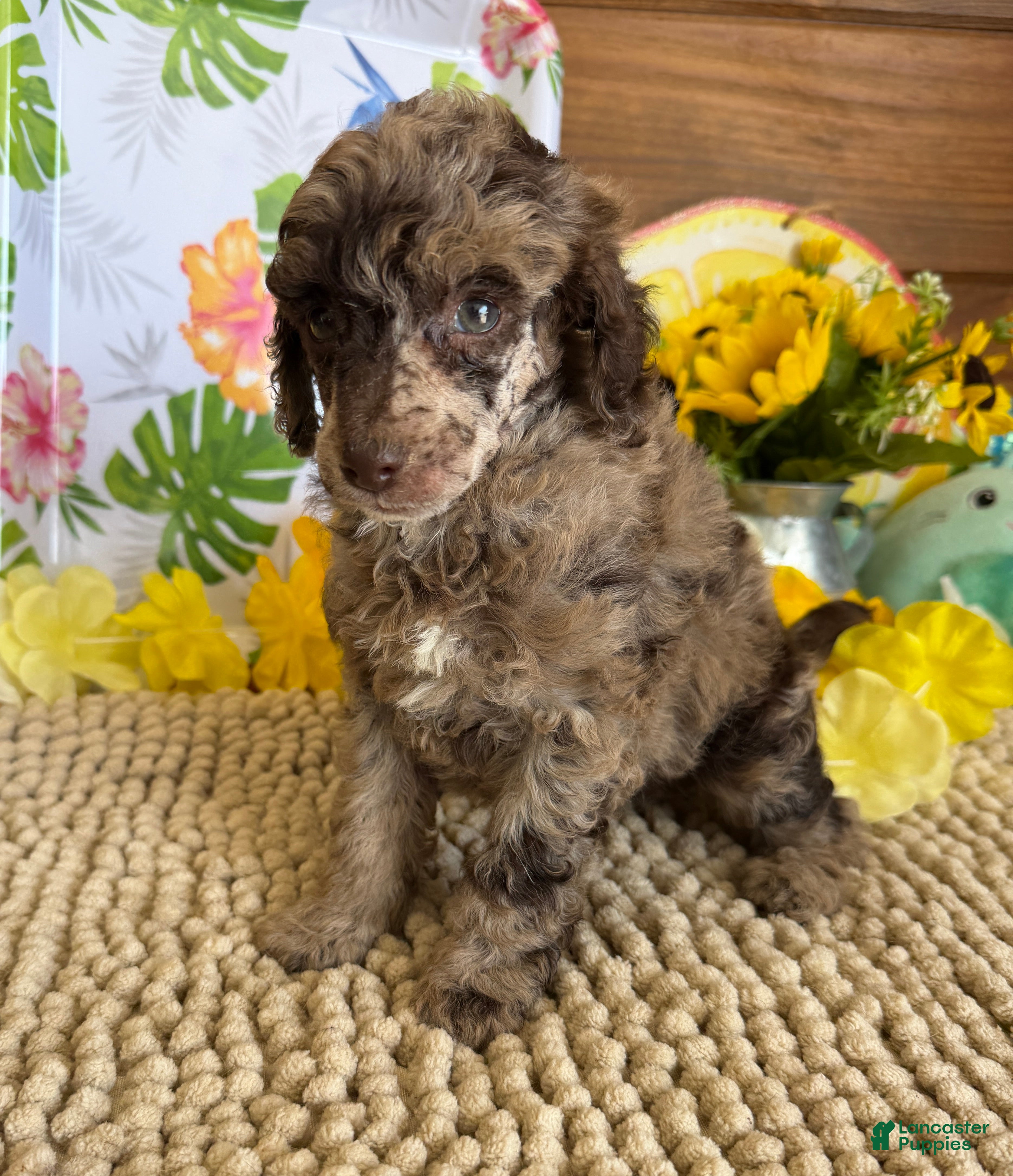 Miniature Poodle dogs Chantilly - Ad 12