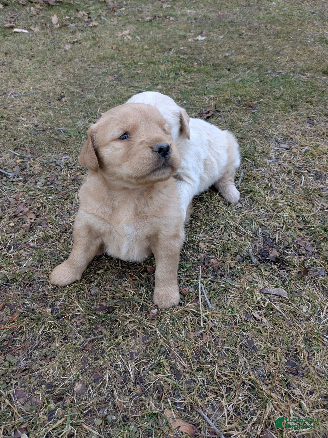 Golden Retriever dogs for sale: Golden Retriever Puppy 2 - Ad 1