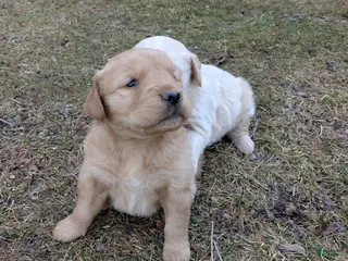 Golden Retriever dogs Golden Retriever Puppy 2 - Ad 27