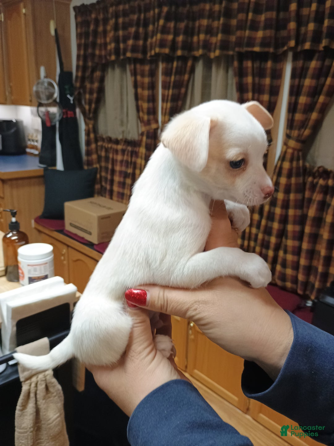 Chihuahua dogs for sale: Cosmo toy - Ad 5