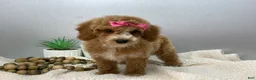 Miniature Poodle dogs for sale: Dora - Ad 1