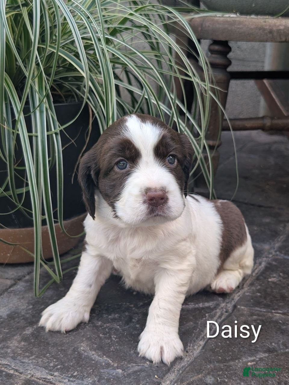 English Springer Spaniel dogs English Springer Spaniel, Daisy - Ad 1