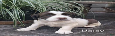 English Springer Spaniel, Daisy