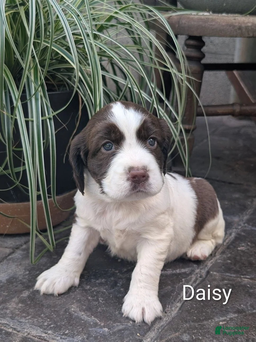 English Springer Spaniel dogs for sale: English Springer Spaniel, Daisy - Ad 1