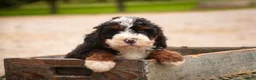 Bernedoodle dogs for sale: Ridge Miniature Bernedoodle  - Ad 7