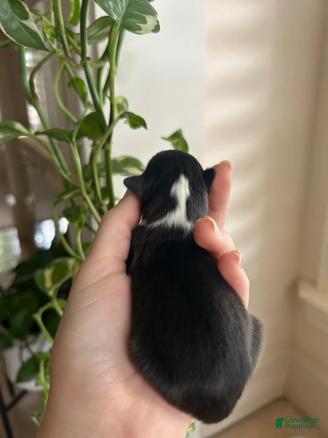 Miniature Australian Shepherd dogs for sale: Sunny - Ad 2