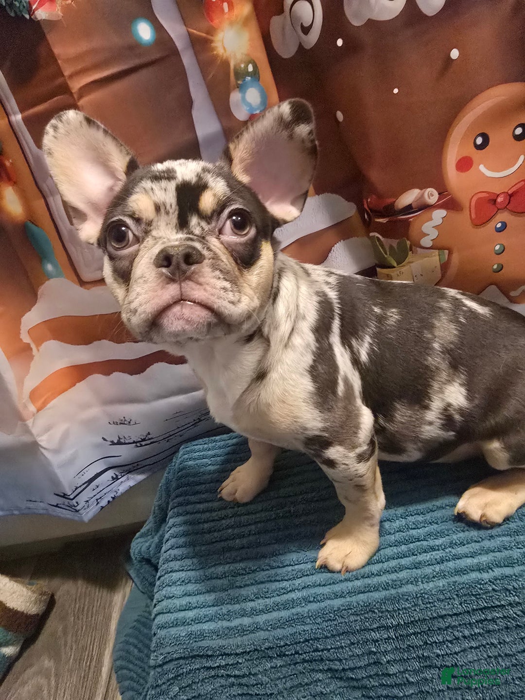 French Bulldog dogs for sale: French Bulldog Puppy 1 - Ad 1