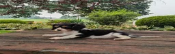 Cavalier King Charles Spaniel dogs for sale: Ricky - Ad 5