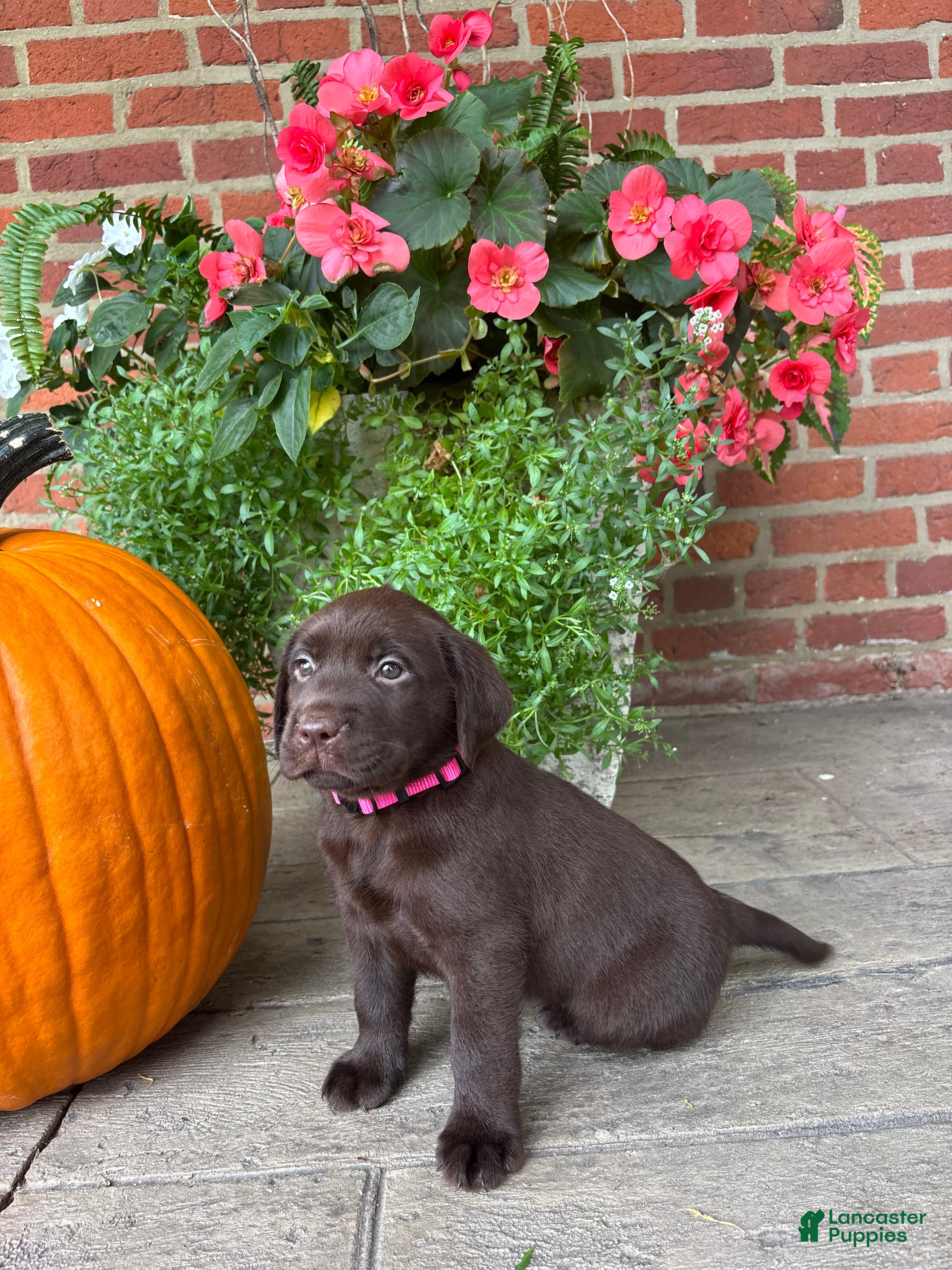 Labrador Retriever dogs Millie - Ad 41