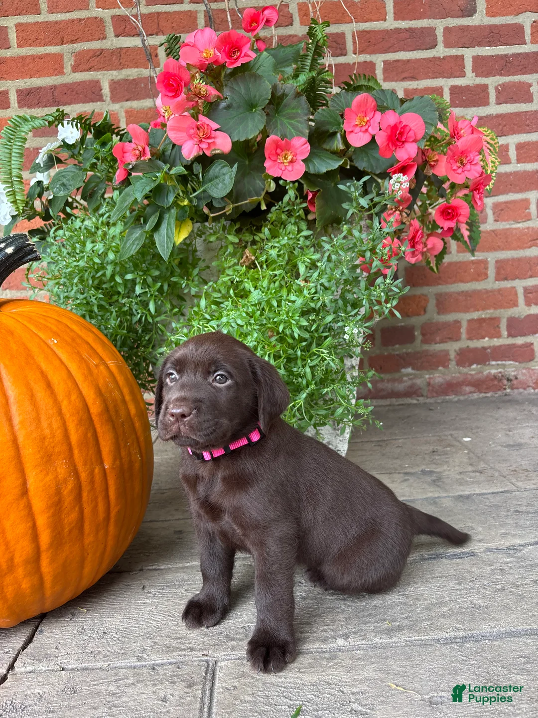 Labrador Retriever dogs for sale: Millie - Ad 1
