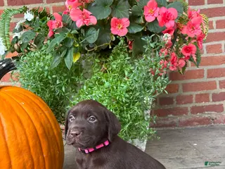 Labrador Retriever dogs Millie - Ad 41