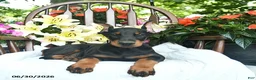 Doberman Pinscher dogs for sale: Remington - Ad 4