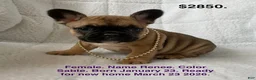 French Bulldog dogs for sale: Renee - Ad 1