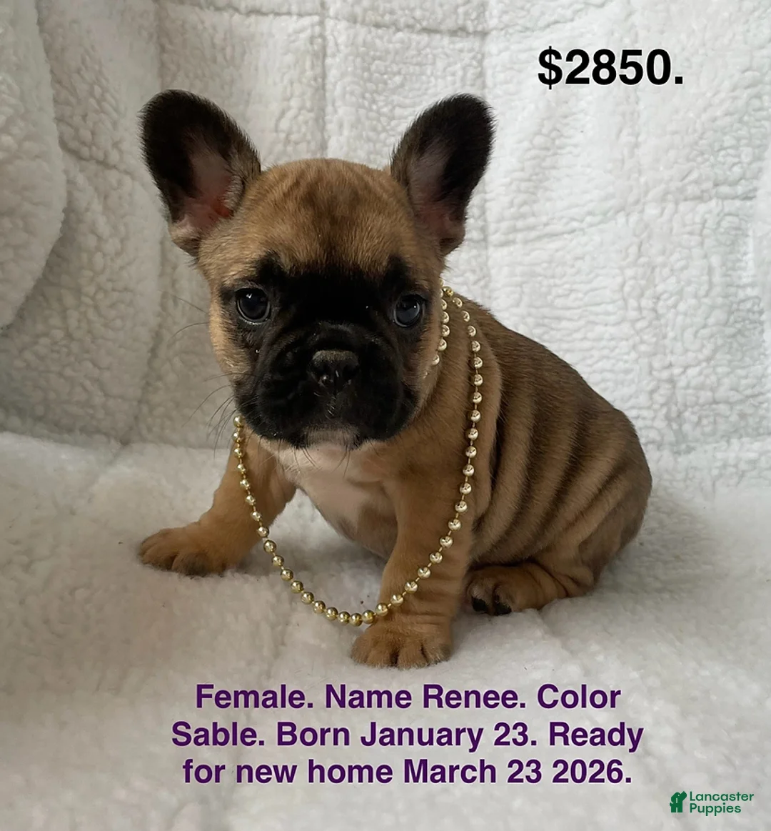 French Bulldog dogs for sale: Renee - Ad 1