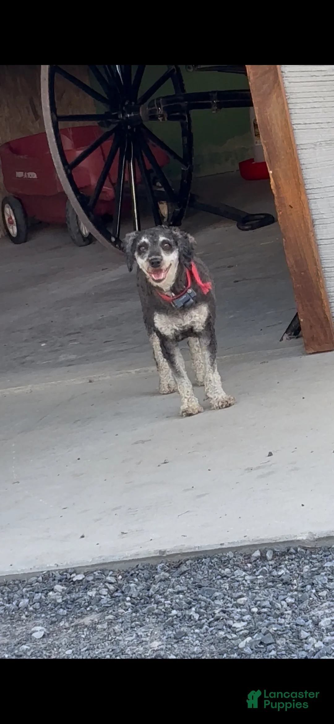 Miniature Poodle dogs for sale: Midnight - Ad 3