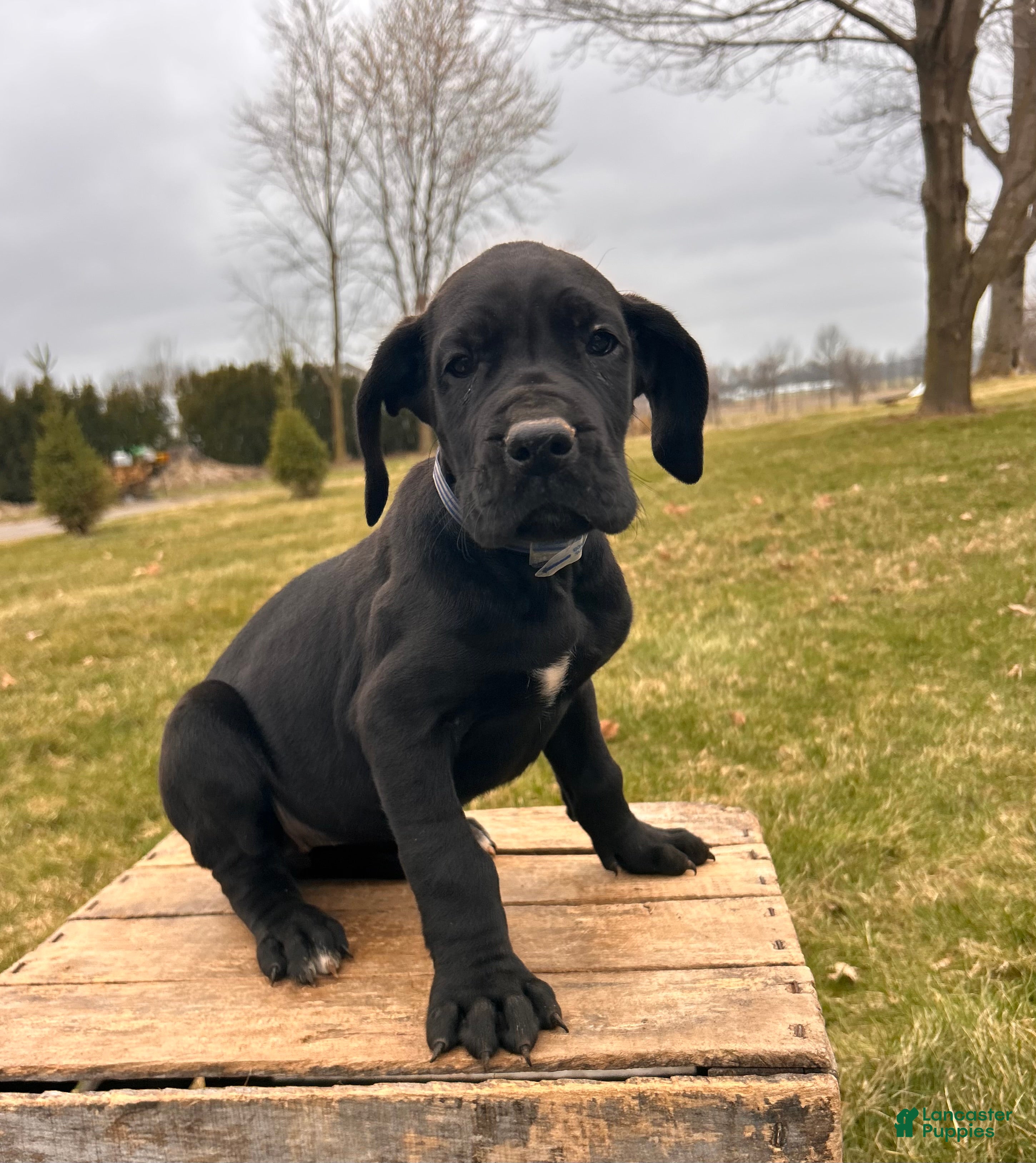 Great Dane dogs Roxy - Ad 2