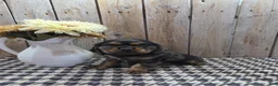Cocker Spaniel dogs for sale: Leo - Ad 6