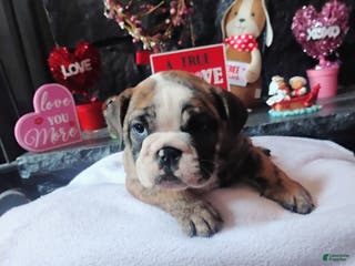 English Bulldog dogs Kit Kat - Ad 1