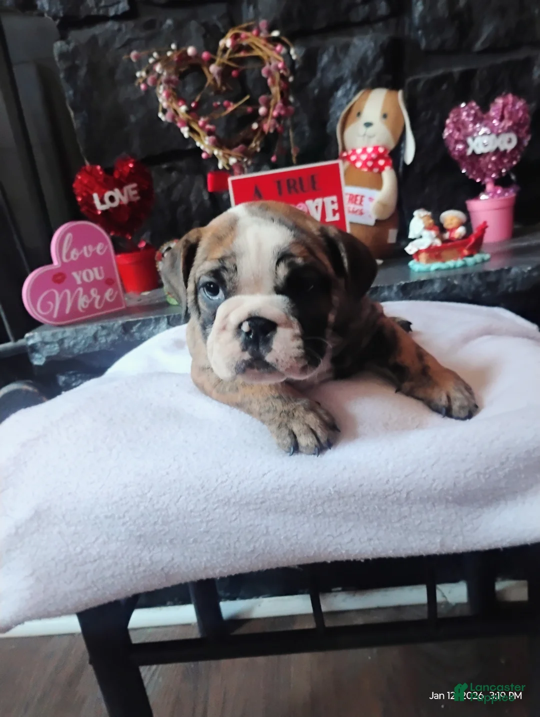 English Bulldog dogs for sale: Kit Kat  - Ad 1