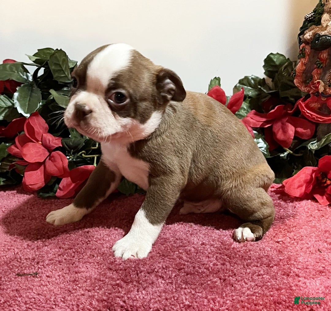 Boston Terrier dogs for sale: Rambo - Ad 5