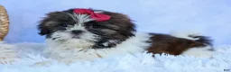 Shih Tzu dogs for sale: RACHEL - Ad 17