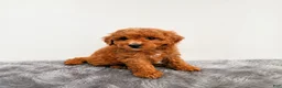 Mini Goldendoodle dogs for sale: Marly - Ad 8