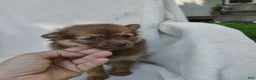 Pomchi dogs for sale: Kisses - Ad 4