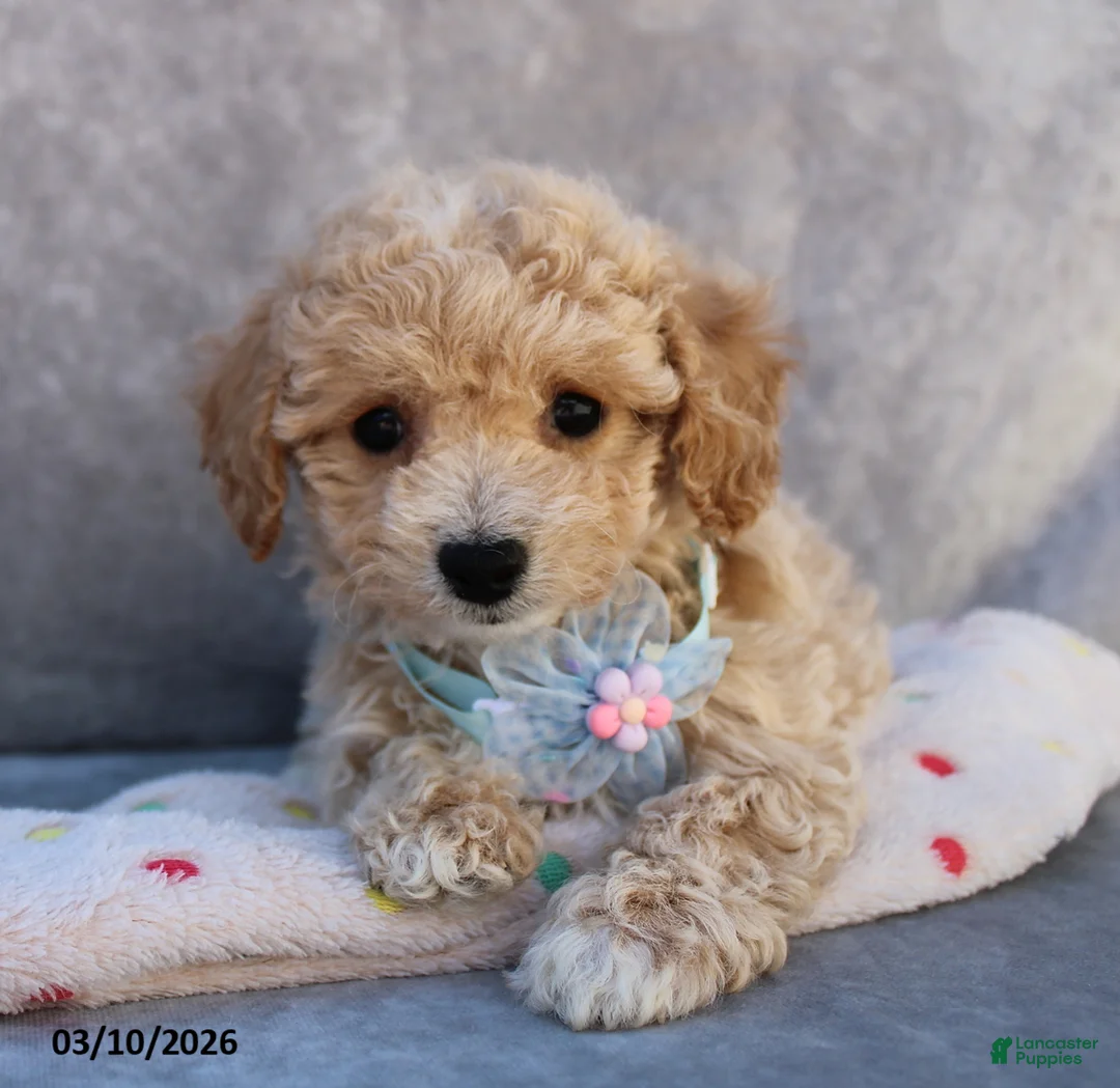 Bichpoo dogs for sale: Carmela - Ad 1