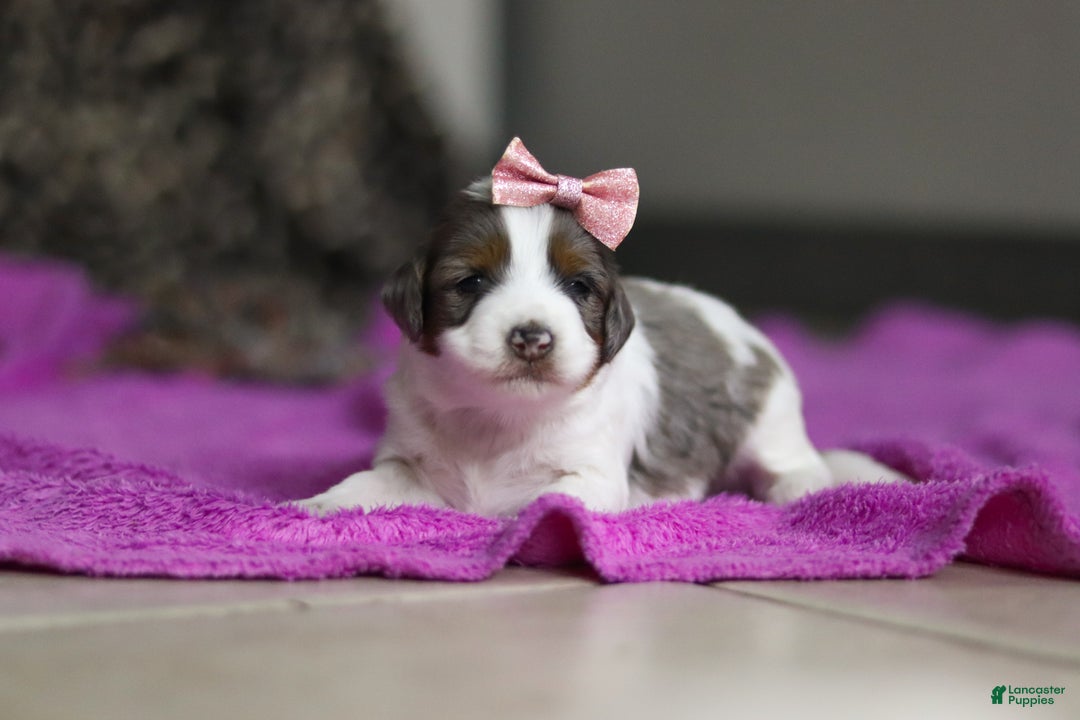 Mini Bernedoodle dogs for sale: Destiny — Female — $1999 - Ad 3