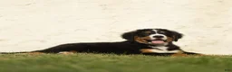 Bernese Mountain Dog dogs for sale: Jasper Bernese Mountain Dog  - Ad 3