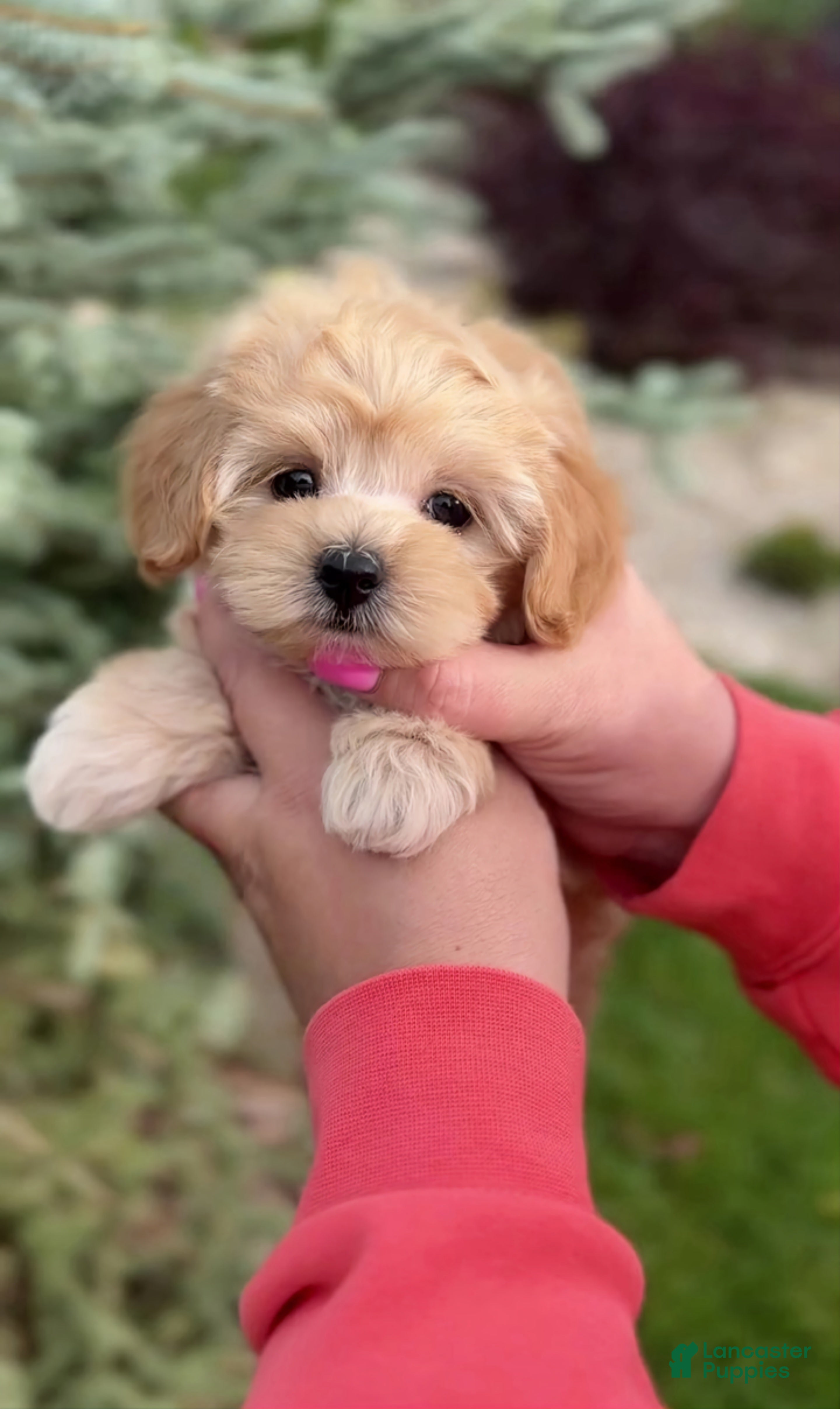 Maltipoo dogs Valentina - Ad 8