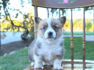 Welsh Corgi Pembroke dogs - Ad 23