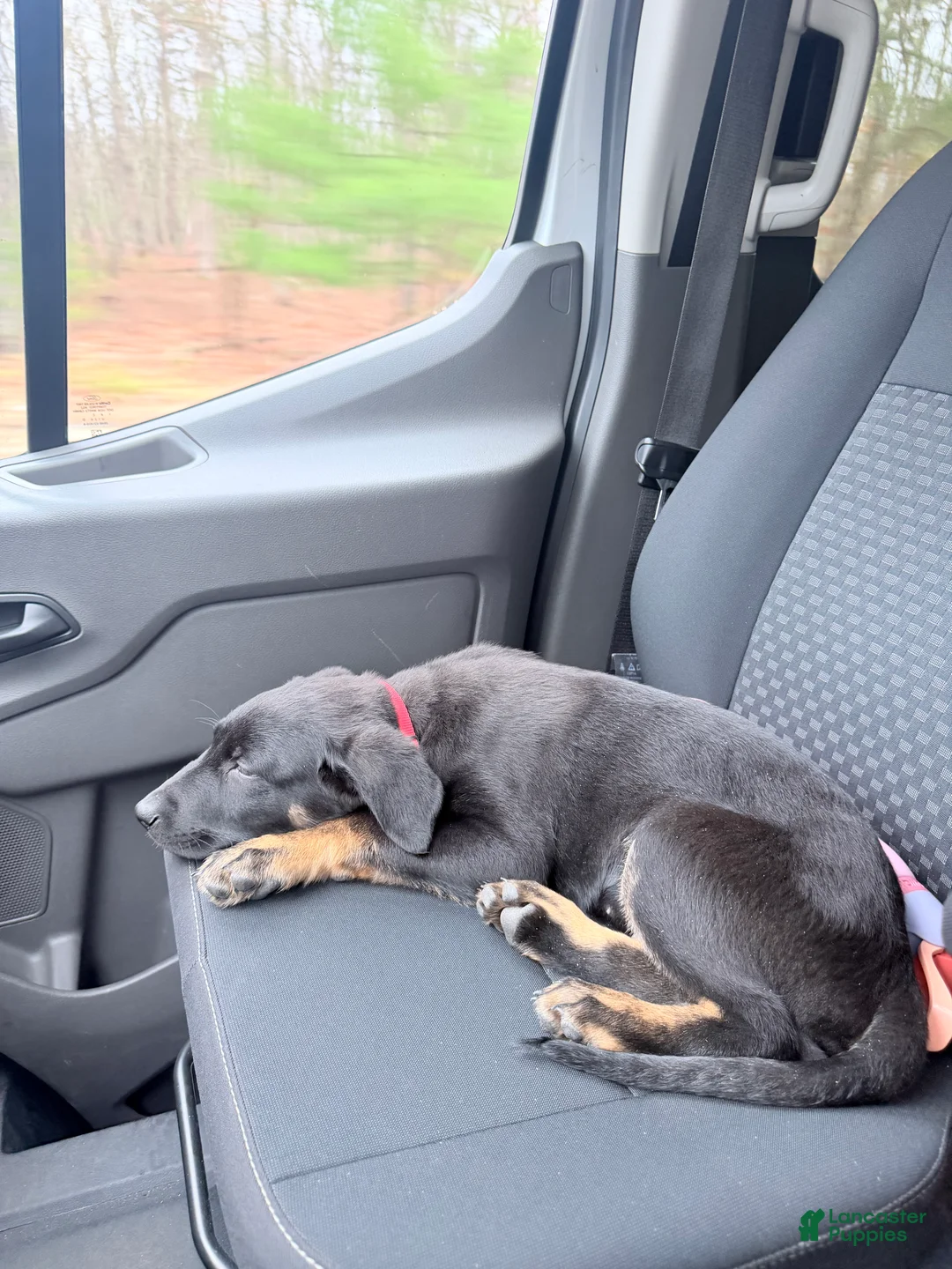 Mixed Breed dogs for sale: Mixed Breed Puppy 1 - Ad 2