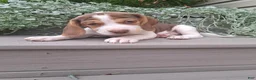 Beagle dogs for sale: HONEY - Ad 7