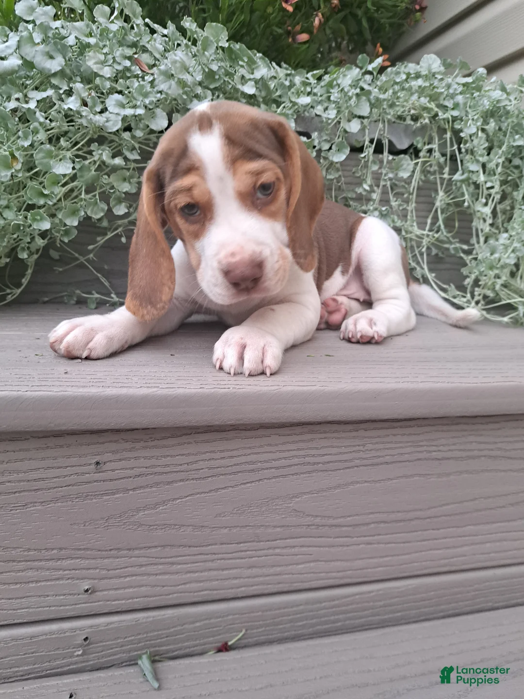 Beagle dogs for sale: HONEY - Ad 7