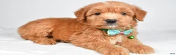 Mixed Breed dogs for sale: Tobias - Ad 5