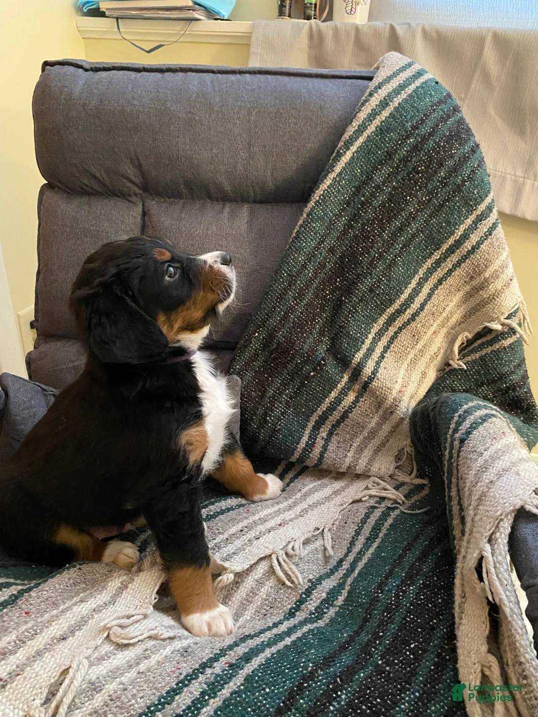 Bernedoodle dogs for sale: Bernedoodle Puppy 1 - Ad 9