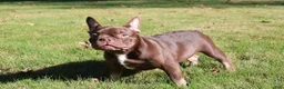 French Bulldog dogs for sale: Lil Major  - Ad 4