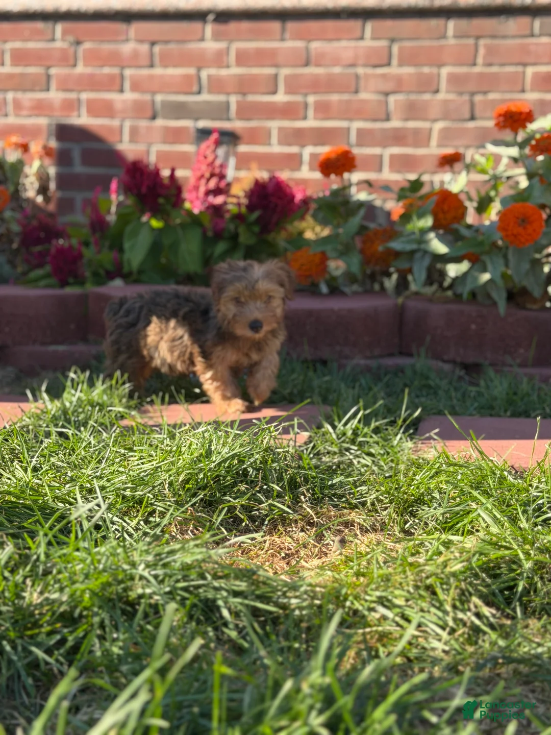 Yorkshire Terrier dogs for sale: Yorkshire Terrier 4 - Ad 1