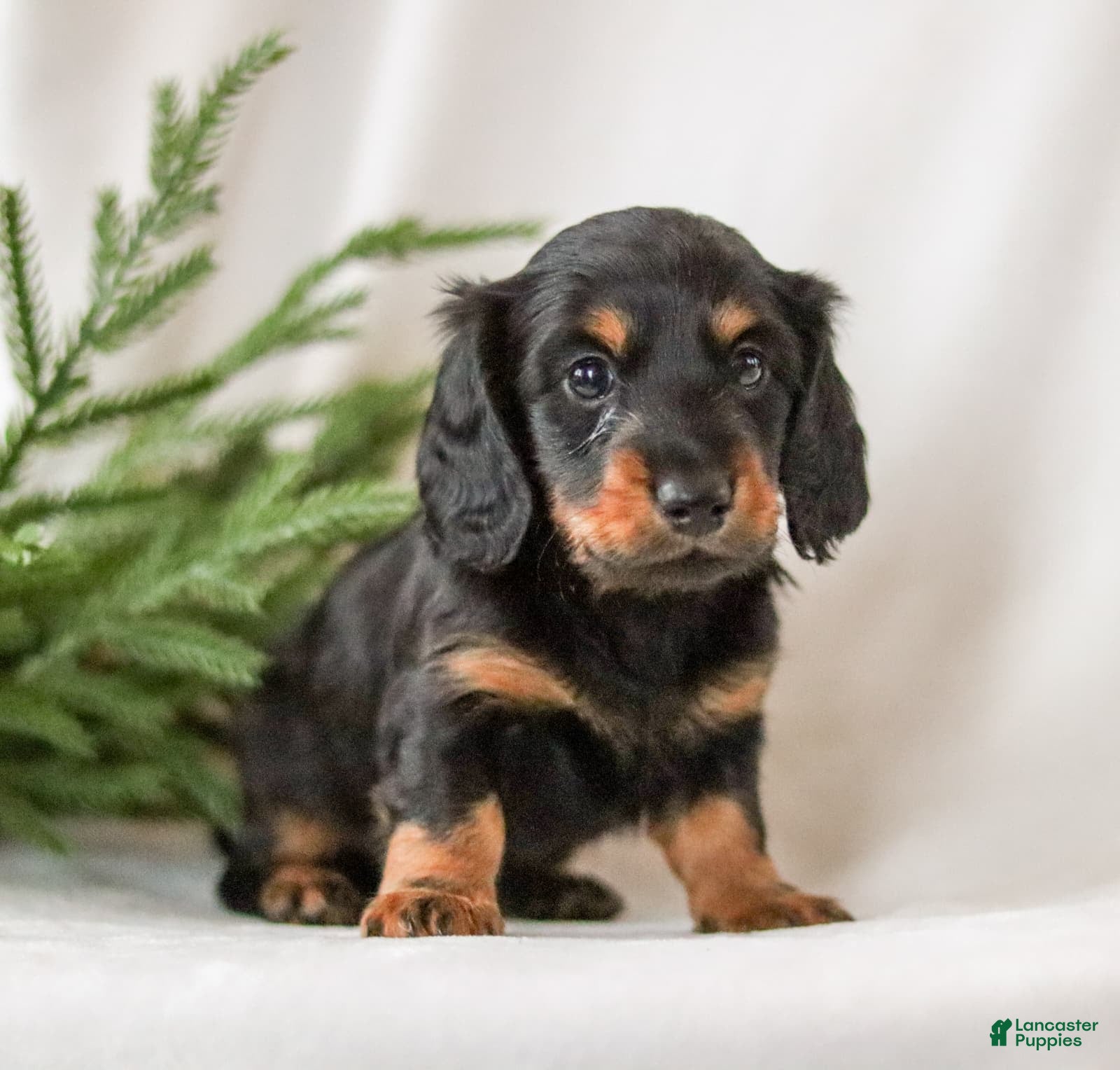 Miniature Dachshund dogs Indie - Ad 40